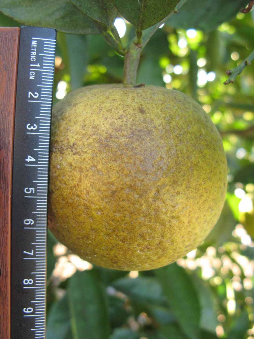              Fruit (Winter Haven, FL)       